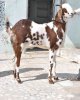 goat_308x385.jpg